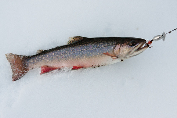 fish-7