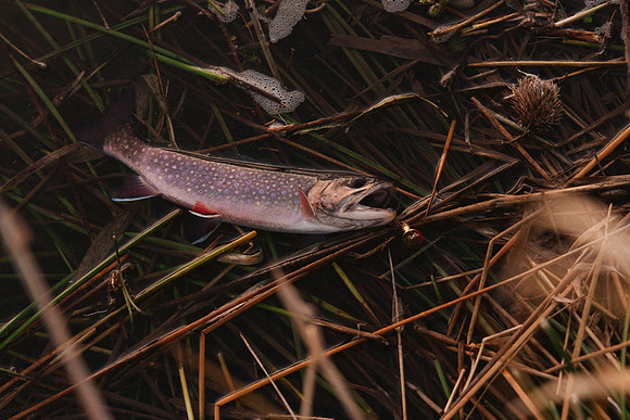 fish-14