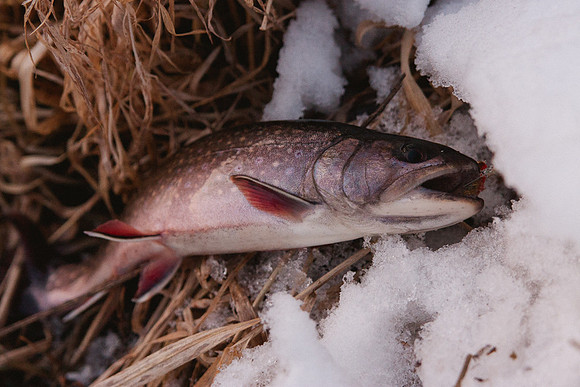 fish-16