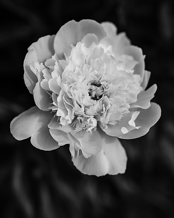IMG_4302