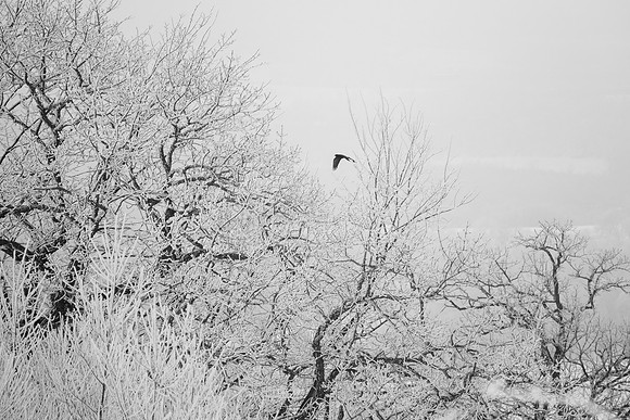 IMG_2454