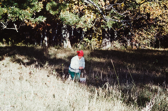 Grandma picking hickory nuts