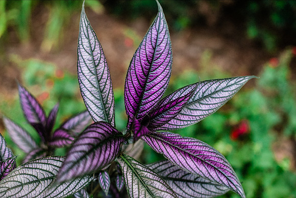 _MG_6384