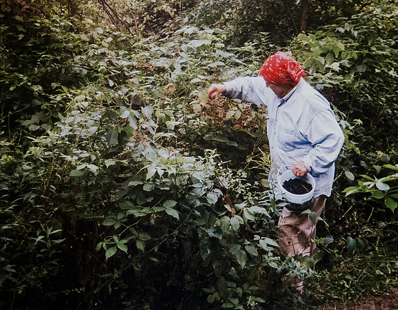 Grandma picking blackberries