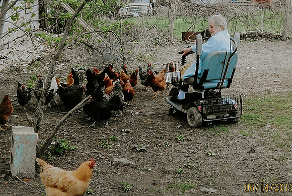 Erna visiting the chicken flock